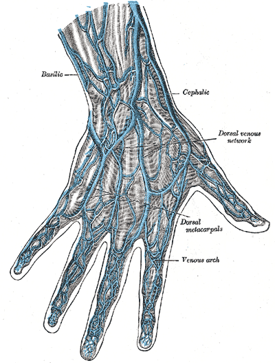 The veins on the dorsum of the hand.