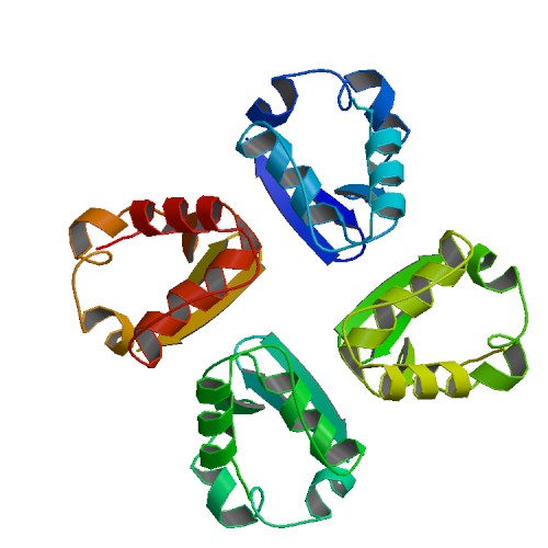 File:PBB Protein KCNA2 image.jpg