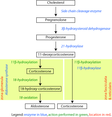 Corticosteroid biosynthetic pathway in rat