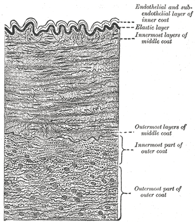 Section of a medium-sized artery.