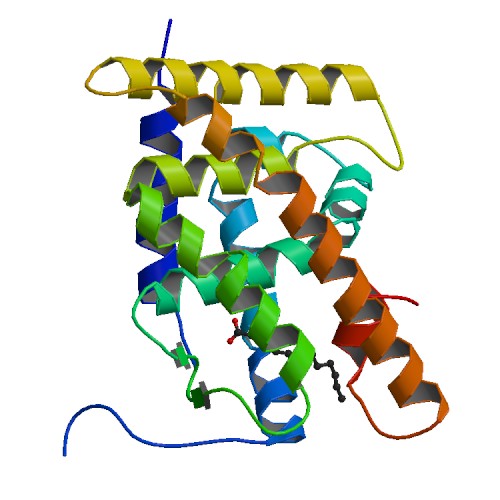 File:PBB Protein HNF4G image.jpg