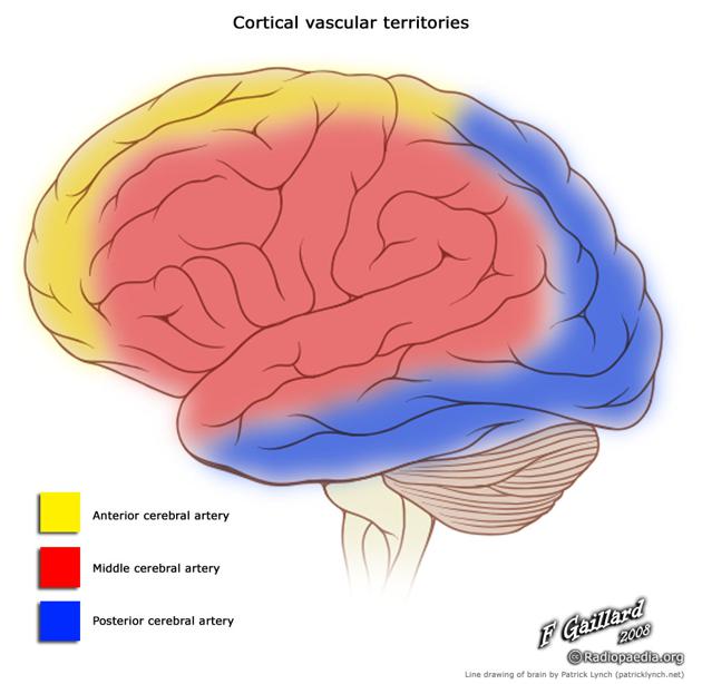File:Cortical vascular territories.jpg