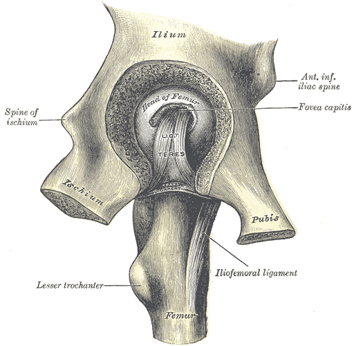 Left hip-joint, opened by removing the floor of the acetabulum from within the pelvis.