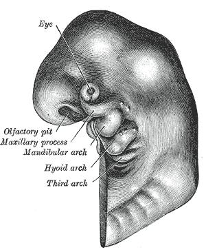 Head end of human embryo, about the end of the fourth week.