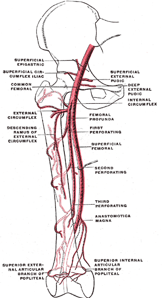 Scheme of the femoral artery.