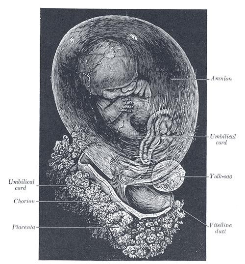 Fetus of about eight weeks, enclosed in the amnion. Magnified a little over two diameters.