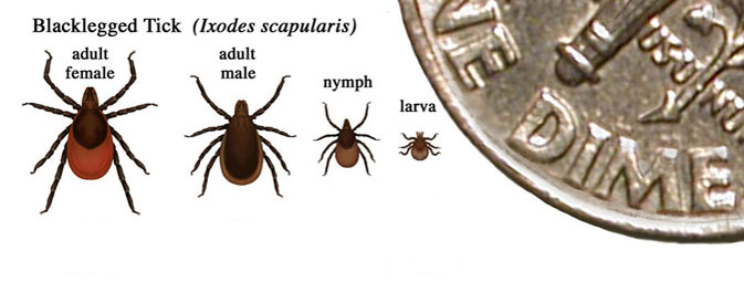 File:Relative size ofblacklegged ticks at different life stages.jpg