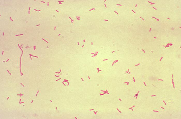File:Bacteroides34.jpeg