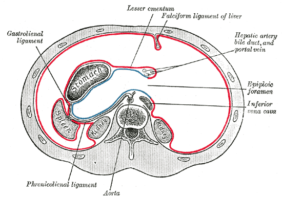 Horizontal disposition of the peritoneum in the upper part of the abdomen.