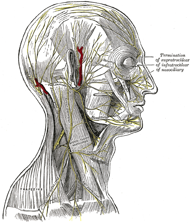 The nerves of the scalp, face, and side of neck.