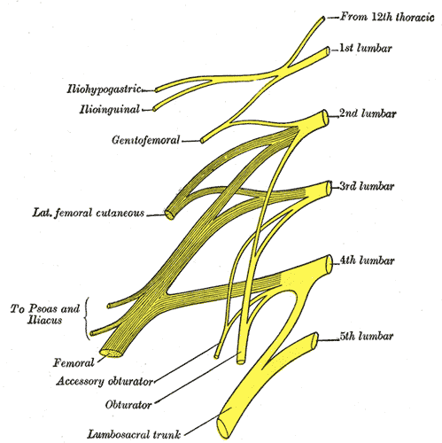 Plan of lumbar plexus.