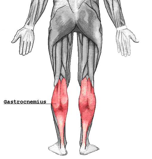 Gastrocnemius muscle - wikidoc