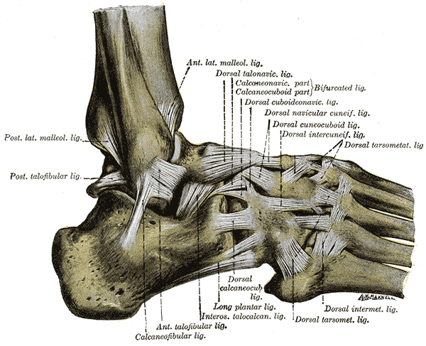The ligaments of the foot from the lateral aspect.
