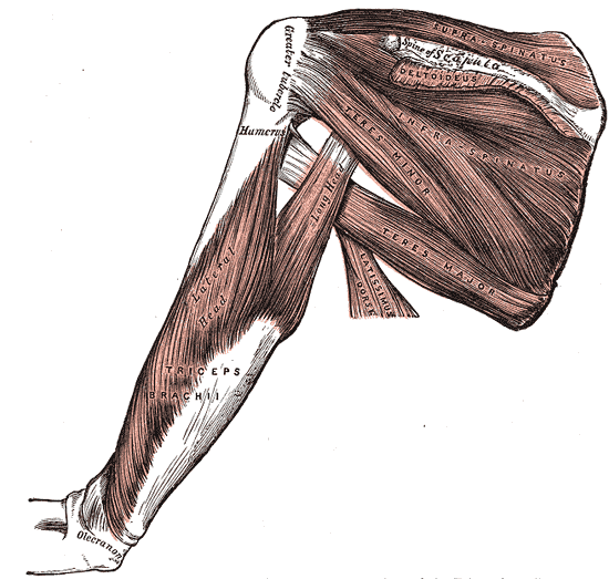 Muscles on the dorsum of the scapula, and the Triceps brachii.