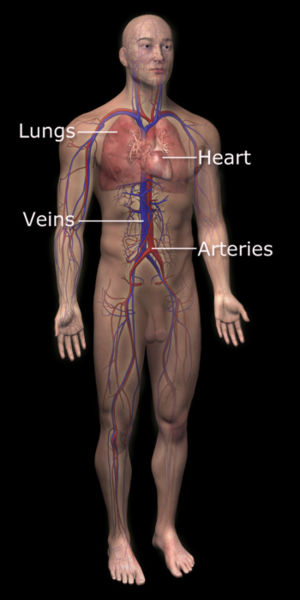 Cardiovascular system - wikidoc