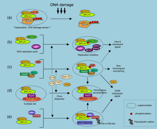 File:A summary of BRCA1 activity and function in DNA damage repair.png
