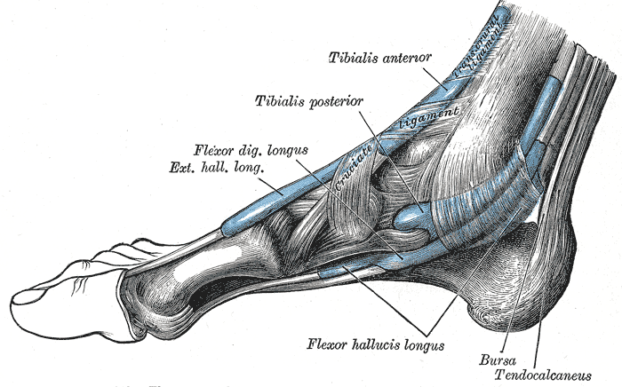 The mucous sheaths of the tendons around the ankle. Medial aspect.