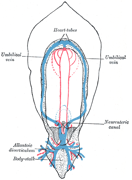 Umbilical vein - wikidoc