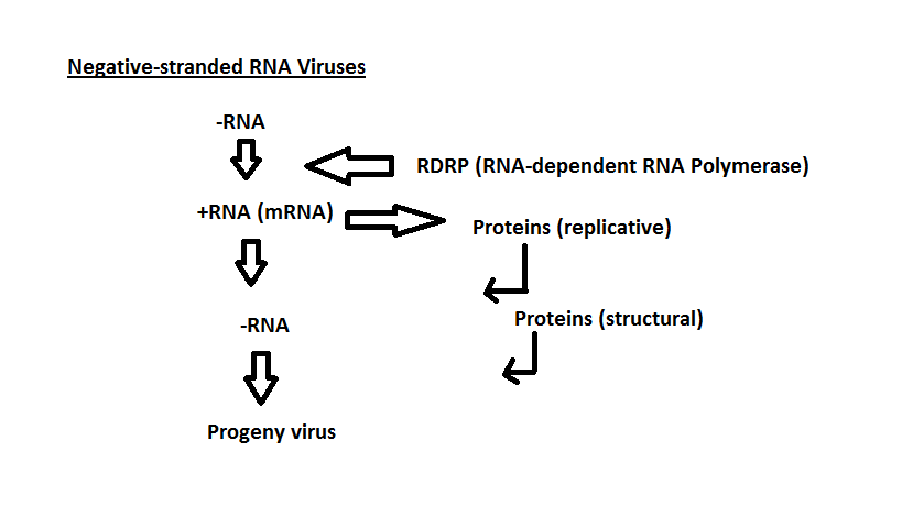 Negative stranded RNA virus genome replication