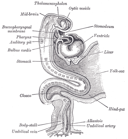 Human embryo about fifteen days old.