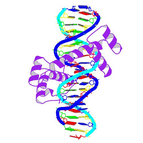 File:PBB Protein HOXA9 image.jpg