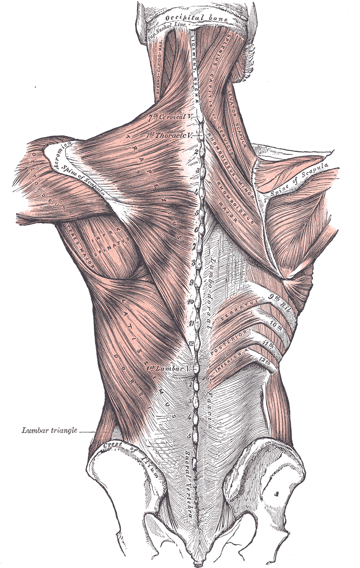 Relation of the vertebral column to the surrounding muscles.