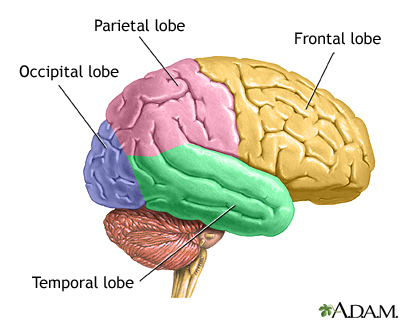 File:Brain lobes.jpg