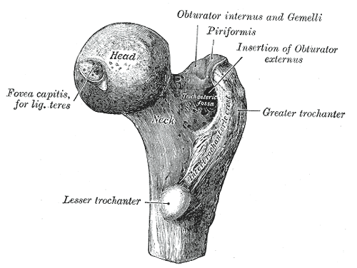 Upper extremity of right femur viewed from behind and above.