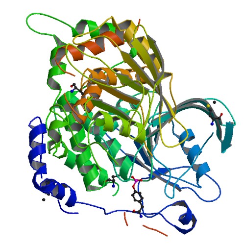 File:PBB Protein PTPRC image.jpg