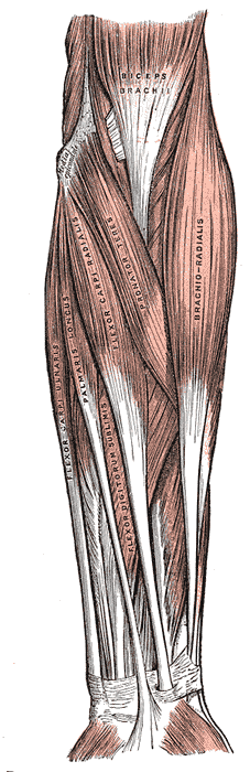 Front of the left forearm. Superficial muscles.