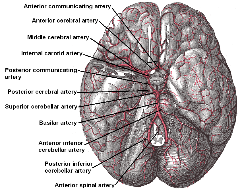 Posterior Inferior Cerebellar Artery Wikidoc
