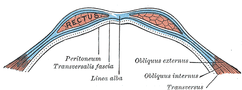 Diagram of sheath of Rectus.