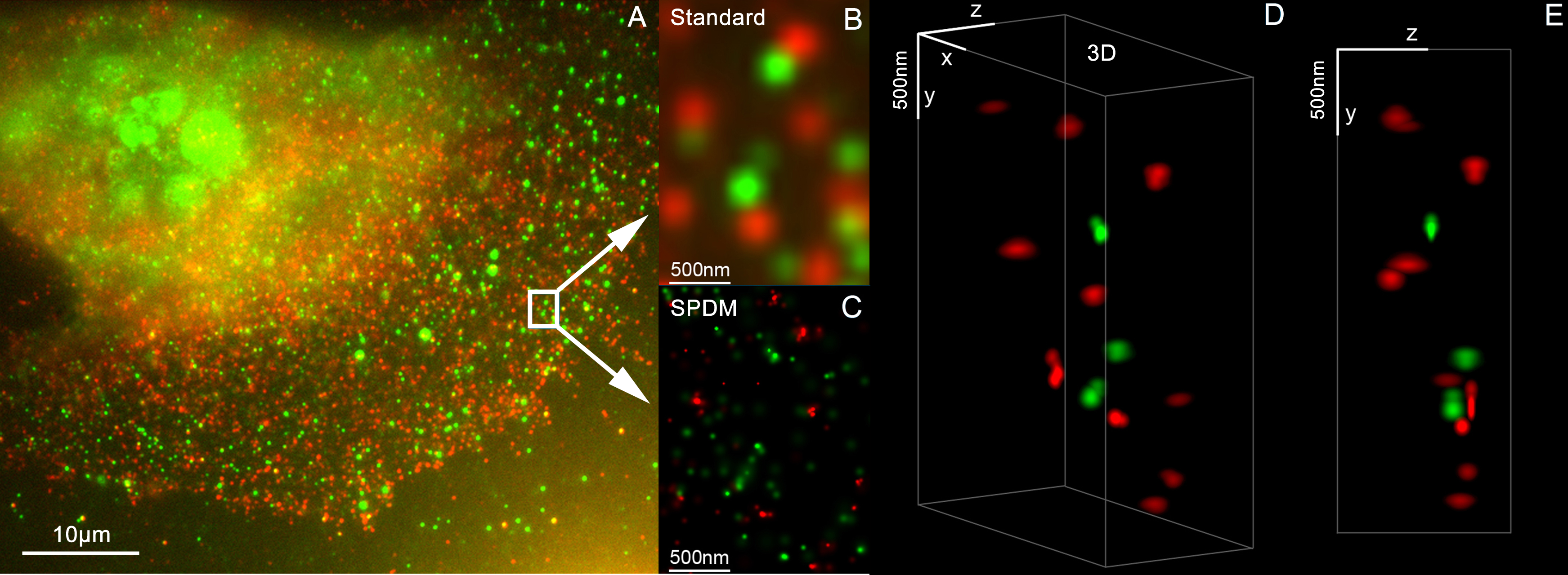 File:3D Dual Color Super Resolution Microscopy Cremer 2010 .png