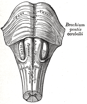 Anteroinferior view of the medulla oblongata and pons.