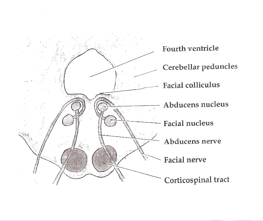 Axial section of the Brainstem (Pons) at the level of the Facial Colliculus