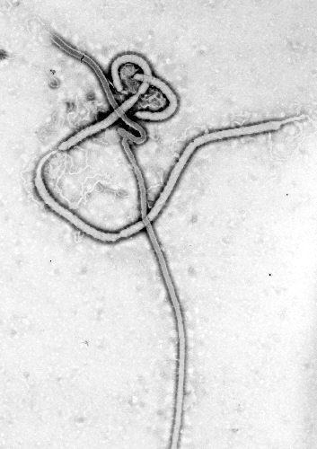 Ebola virus.jpg