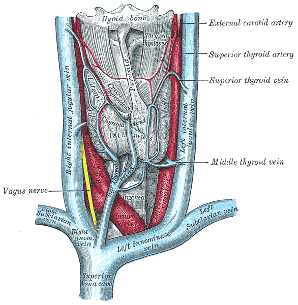 The thyroid gland and its relations.