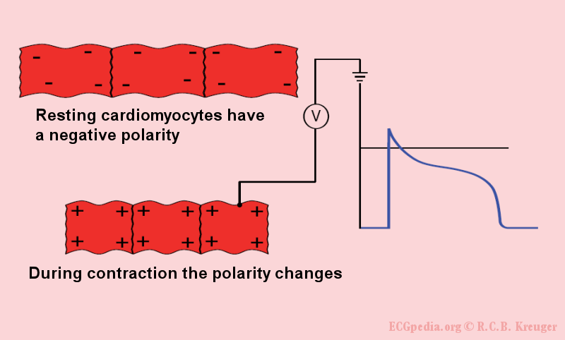 During the rest the heart cells are negatively charged. Through the depolarization by surrounding cells they become positively charged and they contract.