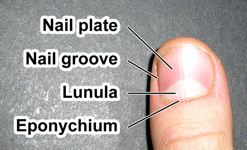Nail (anatomy) - wikidoc