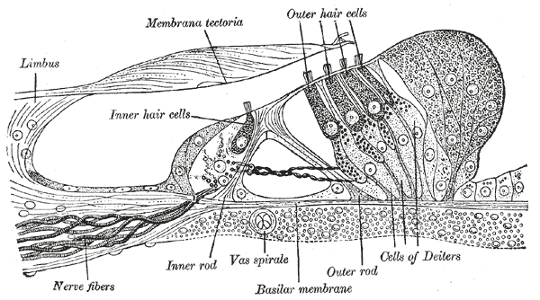Section through the spiral organ of Corti (magnified)