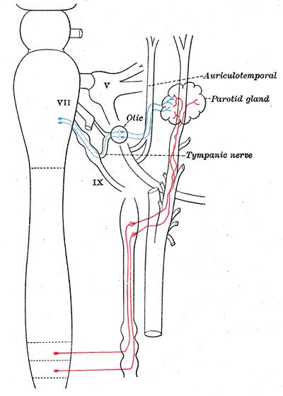 Sympathetic connections of the otic and superior cervical ganglia.
