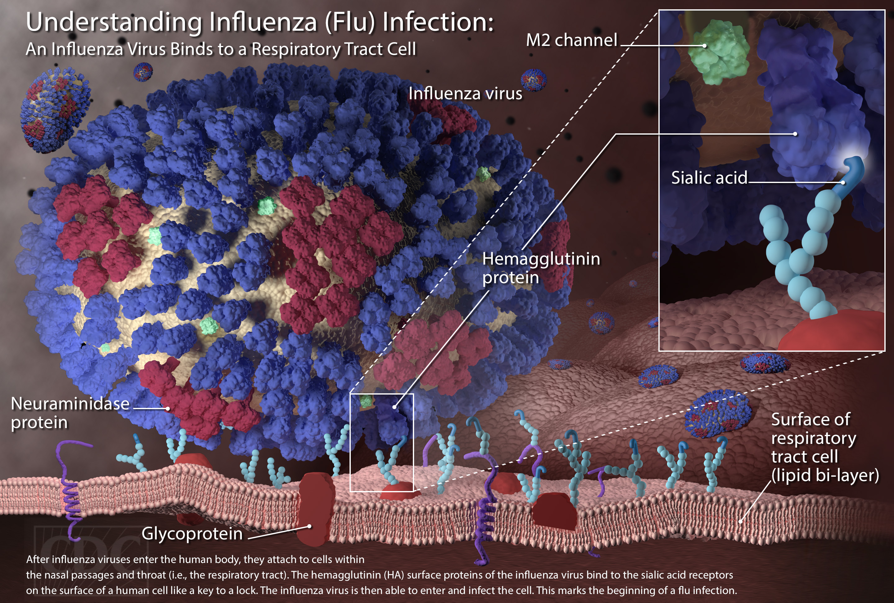 File:Influenza infection.jpg