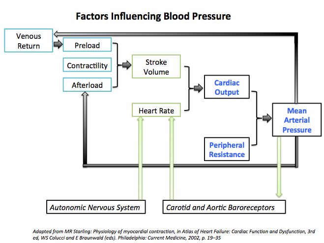 Factors influencing blood pressure