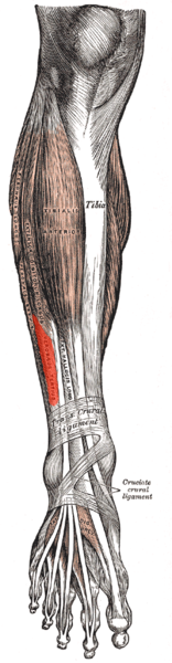 Muscles of the front of the leg.
