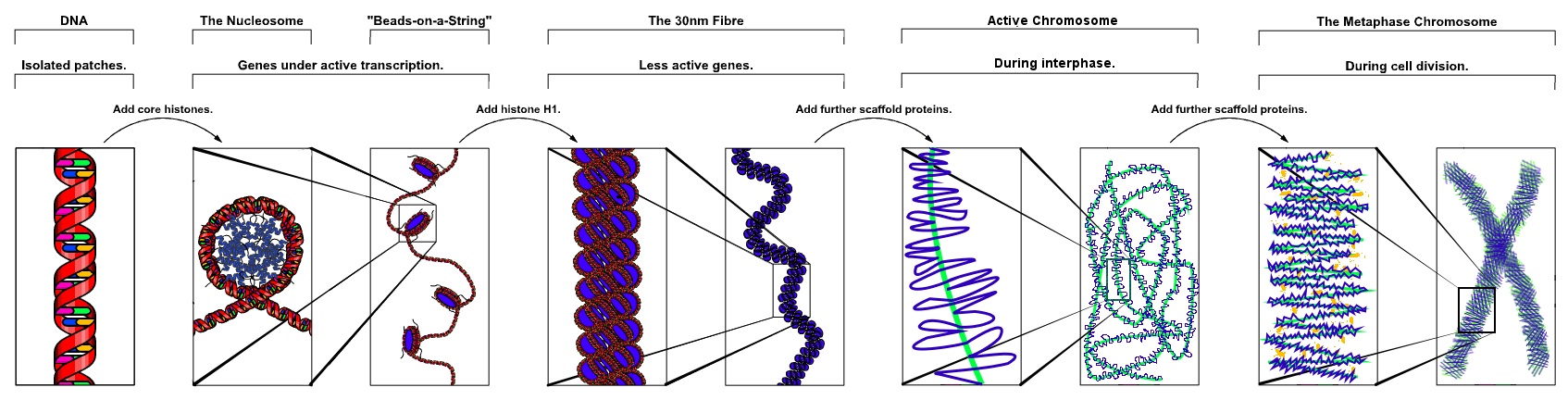 Fig. 2: The major structures in DNA compaction; DNA, the nucleosome, the 10nm "beads-on-a-string" fibre, the 30nm fibre and the metaphase chromosome.