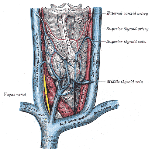 The veins of the thyroid gland.