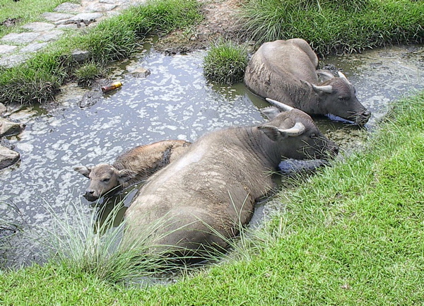 File:Water buffalo bathing.jpg
