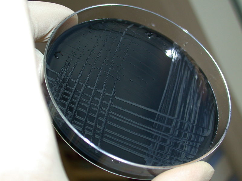 Blood-free, charcoal-based selective medium agar (CSM) for isolation of Campylobacter jejuni.