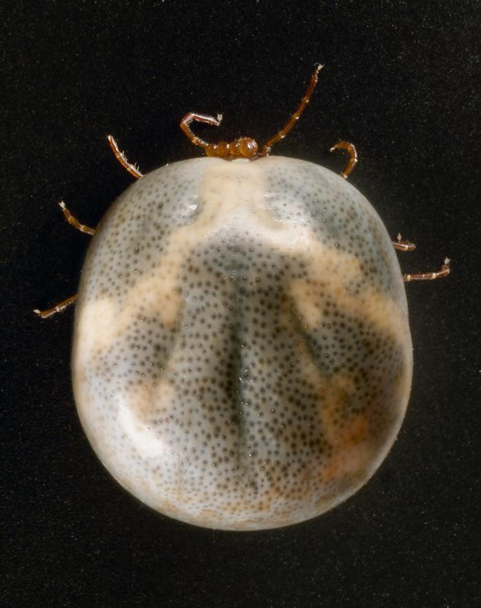 Ventral view of engorged female "lone star tick" Amblyomma americanum. - Source: Public Health Image Library (PHIL). [22]