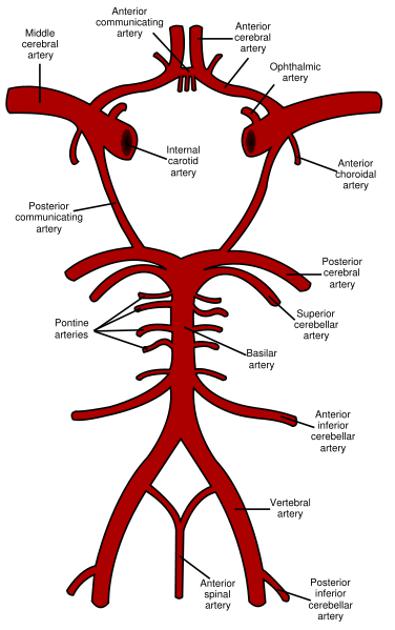 Blood supply of the brain.jpg